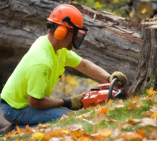 tree services Elmwood